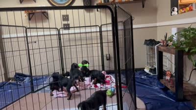 Ginger , a female Doberman Pinscher for sale in Evarts, KY – 8 of 8