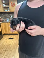 Rumi, a female Doberman Pinscher for sale in Evarts, KY – 5 of 10