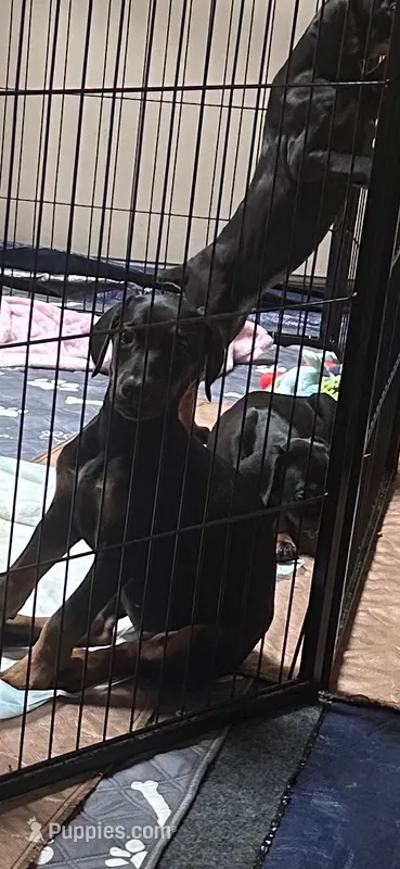 Ginger  – Doberman Pinscher puppy for sale in Evarts, KY