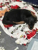 Tank, a male Doberman Pinscher for sale in Evarts, KY – 4 of 7