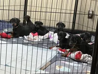 Sassy, a female Doberman Pinscher for sale in Evarts, KY – 5 of 10