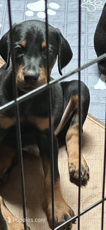 Sampson  – Doberman Pinscher puppy for sale in Evarts, KY
