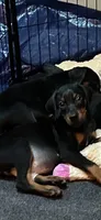 Tank, a male Doberman Pinscher for sale in Evarts, KY – 3 of 7