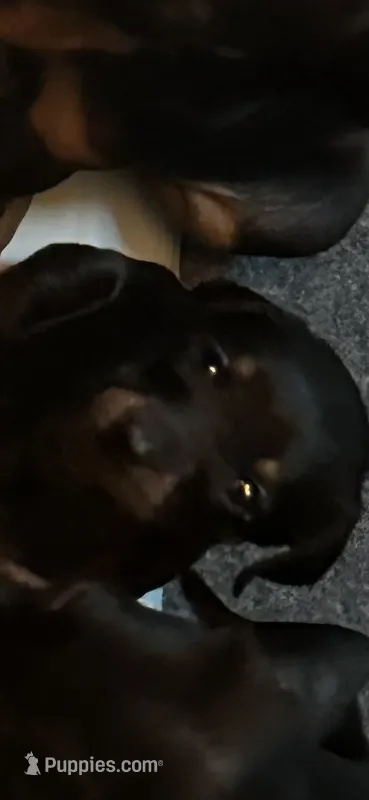 Ginger  – Doberman Pinscher puppy for sale in Evarts, KY