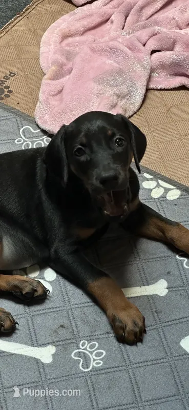 Sassy – Doberman Pinscher puppy for sale in Evarts, KY