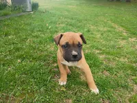 Marilyn Monroe, a female Bullmastiff for sale in North Vernon, IN – Photo 2 of 3