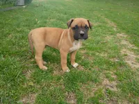 Marilyn Monroe, a female Bullmastiff for sale in North Vernon, IN – Photo 3 of 3