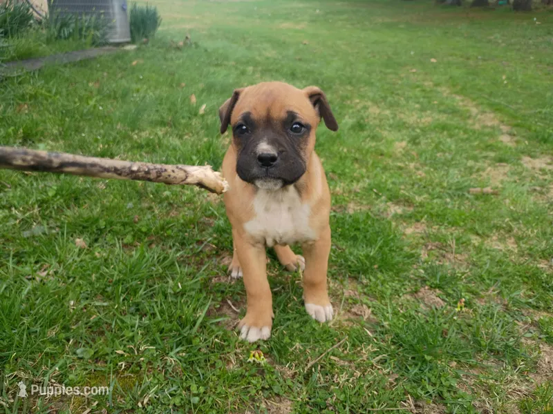 Marilyn Monroe – Bullmastiff puppy for sale in North Vernon, IN