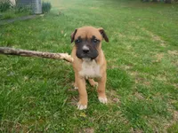 Marilyn Monroe, a female Bullmastiff for sale in North Vernon, IN – Photo 1 of 3