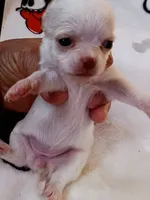 A - Puppy # 1 girl, a female Chihuahua for sale in Dayton, OH – 2 of 6