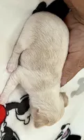 A - Puppy # 2 girl, a female Chihuahua for sale in Dayton, OH – 6 of 6