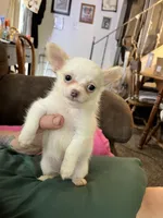 Ready Now  ,  Puppy A # 3 boy long hair , a male Chihuahua for sale in Dayton, OH – 4 of 10