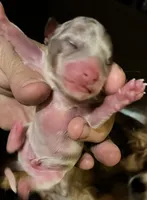 Puppy M # 2 rare merle markings boy , a male Chihuahua for sale in Dayton, OH – 1 of 2