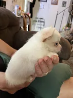 Ready Now  ,  Puppy A # 3 boy long hair , a male Chihuahua for sale in Dayton, OH – 5 of 10