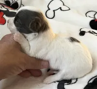 S . Puppy # 1 boy, a male Chihuahua for sale in Dayton, OH – 7 of 7