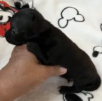 A - Puppy # 4 boy  black w/white , a male Chihuahua for sale in Dayton, OH – 4 of 5