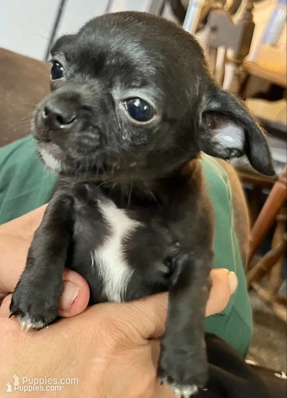 Ready Now , small puppy  A # 4 boy  short hair  – Chihuahua puppy for sale in Dayton, OH