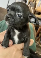 Ready Now , Puppy A # 4 boy  short hair , a male Chihuahua for sale in Dayton, OH – 1 of 9