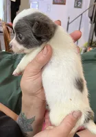 Ready Soon , puppy S . Puppy # 1 boy  wh. W/blue markings , a male Chihuahua for sale in Dayton, OH – 2 of 10