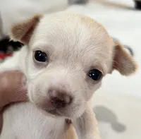 A - Puppy # 2 girl, a female Chihuahua for sale in Dayton, OH – 5 of 6