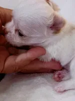 A - Puppy # 1 girl, a female Chihuahua for sale in Dayton, OH – 4 of 6