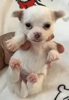 A - Puppy # 3 boy, a male Chihuahua for sale in Dayton, OH – 6 of 7