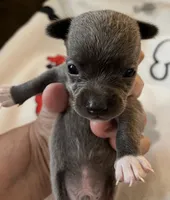 S - puppy # 2 boy , a male Chihuahua for sale in Dayton, OH – 3 of 6