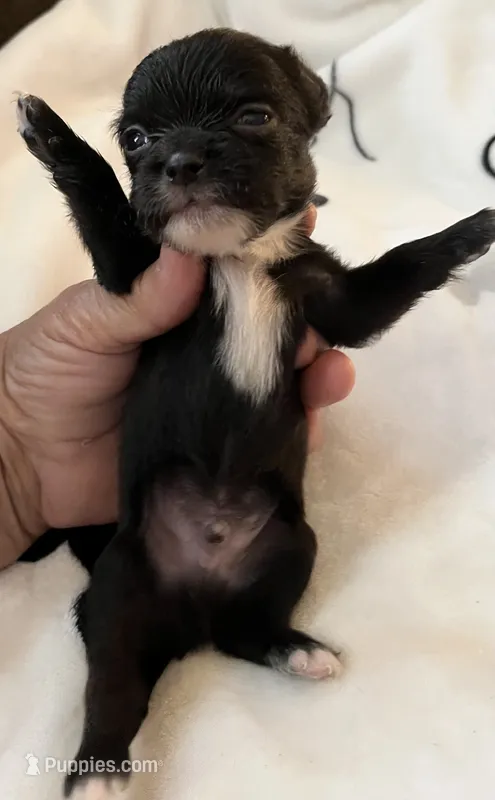 Puppy # 4 boy – Chihuahua puppy for sale in Dayton, OH