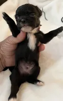 A - Puppy # 4 boy, a male Chihuahua for sale in Dayton, OH – 1 of 5