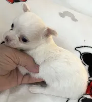 A - Puppy # 3 boy, a male Chihuahua for sale in Dayton, OH – 4 of 7