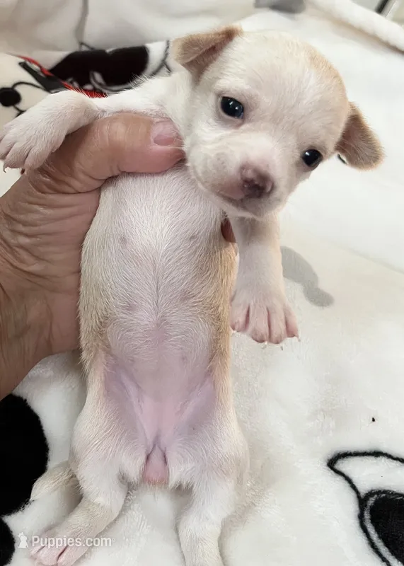 Ready Now , Puppy A # 2 girl short hair – Chihuahua puppy for sale in Dayton, OH