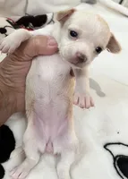 A - Puppy # 2 girl, a female Chihuahua for sale in Dayton, OH – 3 of 6