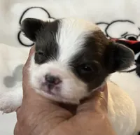 S . Puppy # 1 boy, a male Chihuahua for sale in Dayton, OH – 2 of 7