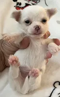 A - Puppy # 3 boy, a male Chihuahua for sale in Dayton, OH – 3 of 7
