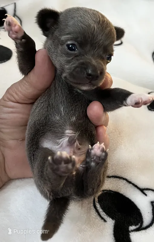 S - puppy # 2 boy  – Chihuahua puppy for sale in Dayton, OH