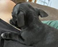 Ready Now , Puppy A # 4 boy  short hair , a male Chihuahua for sale in Dayton, OH – 6 of 9