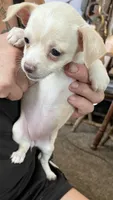 Ready Now , Puppy A # 2 girl short hair, a female Chihuahua for sale in Dayton, OH – 3 of 7
