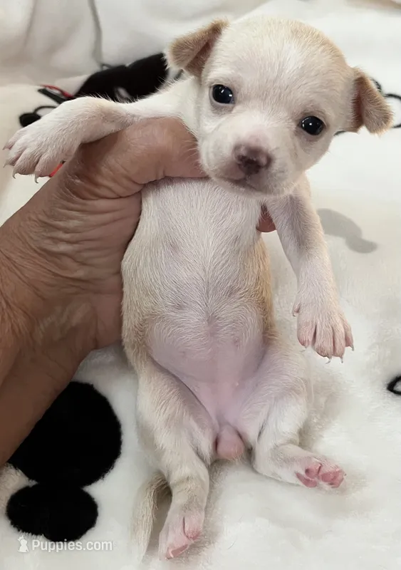 Puppy # 2 girl – Chihuahua puppy for sale in Dayton, OH