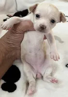 A - Puppy # 2 girl, a female Chihuahua for sale in Dayton, OH – 1 of 6