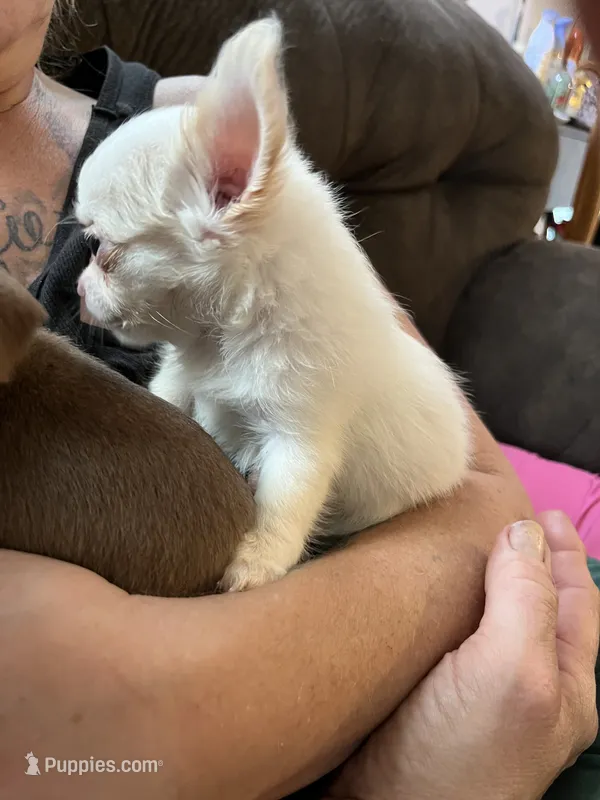 Ready Now  , very small .  Puppy A # 3 boy long hair  – Chihuahua puppy for sale in Dayton, OH