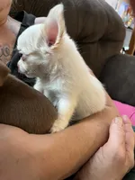 Ready Now  ,  Puppy A # 3 boy long hair , a male Chihuahua for sale in Dayton, OH – 2 of 10