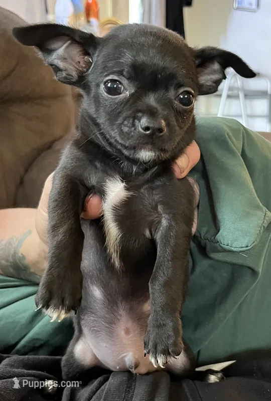 Ready Now , small puppy  A # 4 boy  short hair  – Chihuahua puppy for sale in Dayton, OH