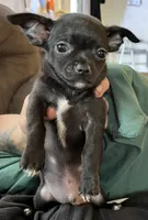 Ready Now , Puppy A # 4 boy  short hair , a male Chihuahua for sale in Dayton, OH – 2 of 9