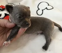 S - puppy # 2 boy , a male Chihuahua for sale in Dayton, OH – 4 of 6