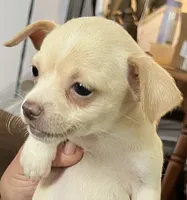 Ready Now , Puppy A # 2 girl short hair, a female Chihuahua for sale in Dayton, OH – 1 of 7