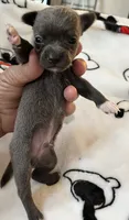 S - puppy # 2 boy , a male Chihuahua for sale in Dayton, OH – 6 of 6