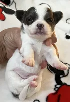 S . Puppy # 1 boy, a male Chihuahua for sale in Dayton, OH – 3 of 7