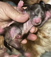 Puppy M # 1 rare merle markings  , boy , a male Chihuahua for sale in Dayton, OH – 1 of 3