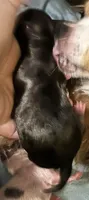 Puppy M # 1 rare merle markings  , boy , a male Chihuahua for sale in Dayton, OH – 2 of 3