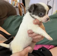 Ready Soon , puppy S . Puppy # 1 boy  wh. W/blue markings , a male Chihuahua for sale in Dayton, OH – 1 of 10